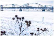 Disteln am Rheinufer