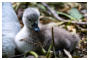 Platz 11 - 04 - sehr junger Schwan