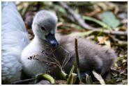Platz 11 - 04 - sehr junger Schwan