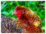 99 Braunes Huhn