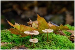 01 Im Wald