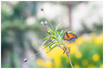 05 Schmetterling