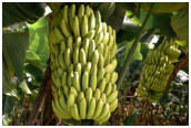 99 Alles Banane