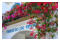 99 Puerto de Mogan
