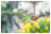 05 Schmetterling