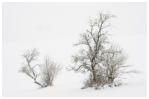 Platz 01 - Strauchpaar