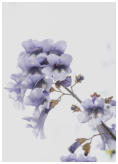 Platz 13-03-Blauglockenbaum