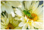 Platz 07-05-Blumige Toilette