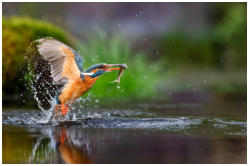 Platz 01-06-Es gab lecker Fisch