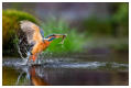 Platz 01-06-Es gab lecker Fisch