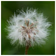 Platz 08 - 01 Greiskraut