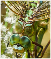 Platz 02 - 14 Portrait Königslibelle