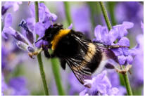 Platz 12 - 07 Kletterhummel