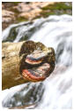 Platz 17 - 19 Bayrischer Wald Pilze an Todholz