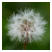 Platz 08 - 01 Greiskraut