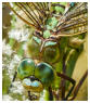 Platz 02 - 14 Portrait Königslibelle