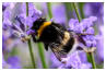 Platz 12 - 07 Kletterhummel