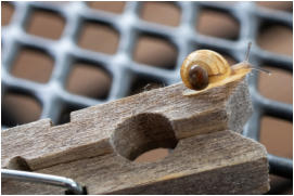 13 - Wäschklammer-Peter