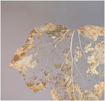 18 - Blattgerippe-Uwe