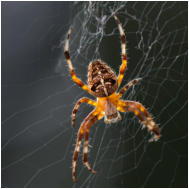 21 - Kreuzspinne-Wolfgang