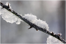 23 - Schneezweig-Peter