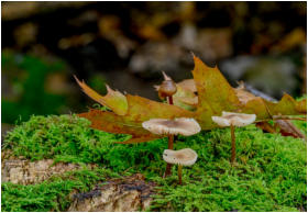 26 - Versammlung-Daniela