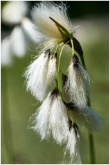 08 - Schmalblättriges Wollgras-Thomas