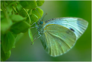 06 - Grünader-Weißling-Birgid