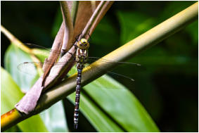 10 - Blaugrüne Mosaikjungfer-Wolfgang