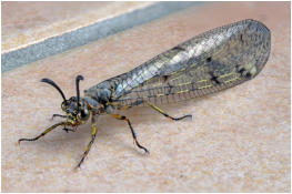 02 - Ameisenjungfer-Peter