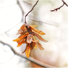 09 - Capinus Betulus-Antje