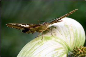 19 - Darf ich mich vorstellen_Brauner Segelfalter-Thomas