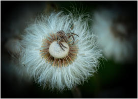 27 - Versteckt-Birgid