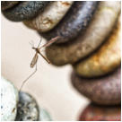 30 - Zwischen den Steinen-Antje