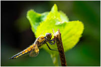 31 - Segellibelle-Wolfgang