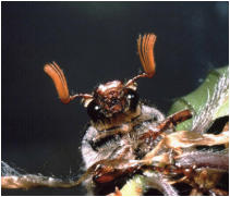 15 - Maikäferporträt-Friederike