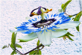 20 - Passionsblume-Antje