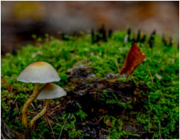 16 - Doppelpack-Daniela